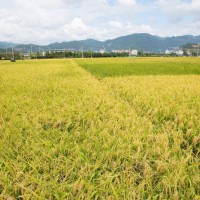 安徽省芜湖县350亩水田寻求水稻种植示范合作 土地编号:115