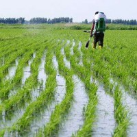 安徽省芜湖县500亩水田寻求水稻种植示范合作 土地编号:116