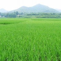 安徽省芜湖县550水田寻求水稻种植示范合作 土地编号:117