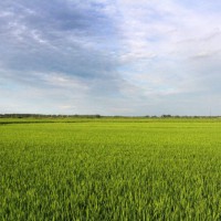 安徽省芜湖县400亩水田寻求水稻示范种植合作 土地编号:118