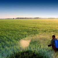 安徽省芜湖县530亩水田寻求水稻示范种植合作 土地编号:120