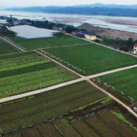安徽省芜湖县700亩水田寻求水稻示范种植合作 土地编号:121