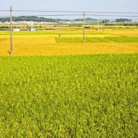 安徽省无为县226亩水田寻求水稻种植示范合作 土地编号:122