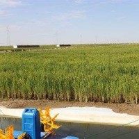 安徽省无为县620亩水田寻求水稻示范种植合作 土地编号:123