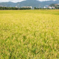 安徽省无为县610亩水田寻求水稻示范种植合作 土地编号:124