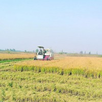 安徽省无为县795亩水田寻求水稻示范种植合作 土地编号:125