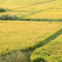安徽省无为县1000亩水田寻求水稻示范种植合作 土地编号:126