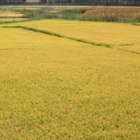 安徽省芜湖市三山区420亩水田寻求水稻种植示范合作 土地编号:127