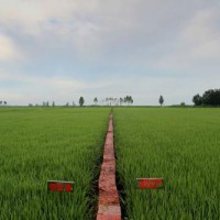 安徽省芜湖市三山区500亩水田寻求水稻种植示范合作 土地编号:128