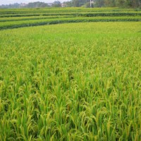 安徽省芜湖市三山区3800亩水田寻求水稻种植合作 土地编号:129
