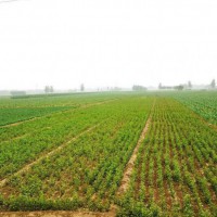 安徽省芜湖市鸠江区700亩水田寻求水稻示范种植合作 土地编号:130