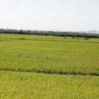 安徽省芜湖市繁昌县315亩水田水稻种植示范合作 土地编号:131