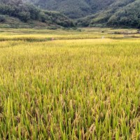 安徽省繁昌县404亩水田寻求水稻种植示范合作 土地编号:132