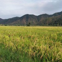 安徽省繁昌县255亩水田寻求水稻种植示范合作 土地编号:133