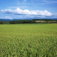 安徽省繁昌县300亩水田寻求水稻种植示范合作 土地编号:134