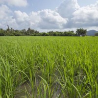 安徽省铜陵市义安区1050亩水田寻求水稻示范种植合作 土地编号:136
