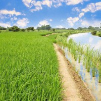 安徽省铜陵市义安区1200亩水田寻求水稻示范种植合作 土地编号:137