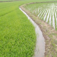 安徽省铜陵市义安区320亩水田寻求水稻示范种植合作 土地编号:138