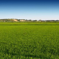 安徽省铜陵市义安区1000亩水田寻求水稻示范种植合作 土地编号:139