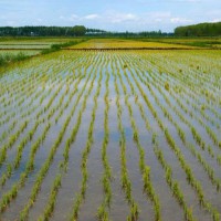 安徽省铜陵市义安区260亩水田寻求水稻示范种植合作 土地编号:140