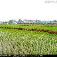 安徽省铜陵市枞阳县718亩水田寻求水稻示范种植合作 土地编号:142