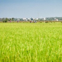 安徽省铜陵市枞阳县160亩水田寻求水稻示范种植合作 土地编号:144