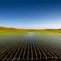 安徽省铜陵市枞阳县320亩水田寻求水稻示范种植合作 土地编号:147