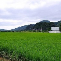 安徽省宣城市宣州区1800亩水田寻求水稻种植示范合作 土地编号:148