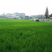 安徽省宣城市宣州区1800亩水田寻求水稻种植示范合作 土地编号:149