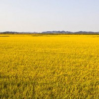 安徽省宣城市郎溪县240亩水田寻求水稻种植示范合作 土地编号:150