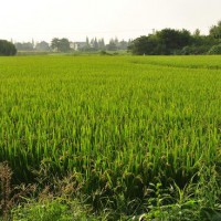 安徽省宣城市郎溪县180亩水田寻求水稻示范种植合作 土地编号:152