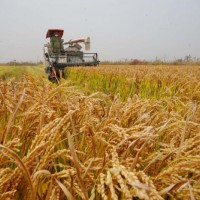 安徽省宣城市郎溪县300亩水田寻求水稻示范种植合作 土地编号:153
