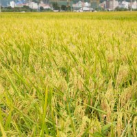 安徽省宣城市郎溪县1050亩水田寻求水稻示范种植合作 土地编号:154
