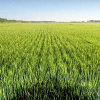 安徽省宣城市郎溪县600亩水田寻求水稻示范种植合作 土地编号:155