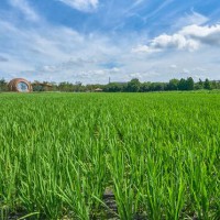 安徽省宣城市郎溪县200亩水田寻求水稻示范种植合作 土地编号:156