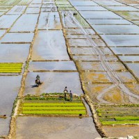 安徽省宣城市郎溪县510亩水田寻求水稻示范种植合作 土地编号:158