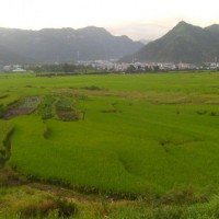 安徽省宣城市郎溪县650亩水田寻求水稻示范种植合作 土地编号:160