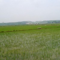 安徽省宣城市郎溪县254亩水田寻求水稻示范种植合作 土地编号:161