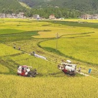 安徽省宣城市郎溪县300亩水田寻求水稻示范种植合作 土地编号:163