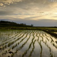 安徽省宣城市郎溪县950亩水田寻求水稻示范种植合作 土地编号:164