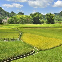 安徽省宣城市郎溪县420亩水田寻求水稻种植示范合作 土地编号:165