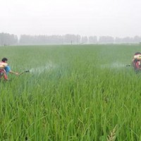 安徽省宣城市广德县492亩水田寻求水稻示范种植合作 土地编号:169