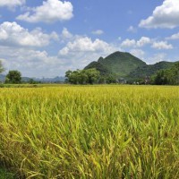 安徽省宣城市泾县240亩水田寻求水稻种植示范合作 土地编号:171