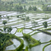 安徽省池州市青阳县1000亩水田寻求示范种植合作 土地编号:172