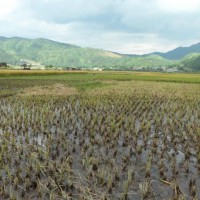 安徽省池州市贵池区200亩水田寻求水稻示范种植合作 土地编号:173