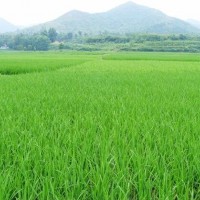 安徽省池州市贵池区543亩水田寻求水稻种植示范合作 土地编号:174