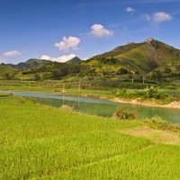安徽省池州市贵池区600亩水田寻求水稻种植示范合作 土地编号:175