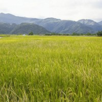 安徽省池州市贵池区1007亩水田寻求水稻种植示范合作 土地编号:177
