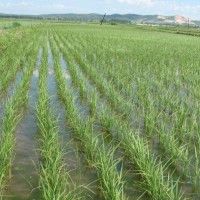 安徽省池州市贵池区1200亩水田寻求水稻种植示范合作 土地编号:178