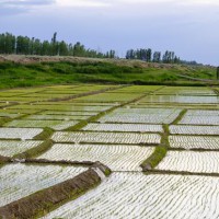 安徽省池州市贵池区405亩水田寻求水稻种植示范合作 土地编号:179